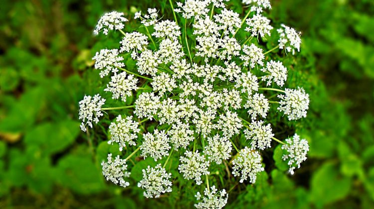 Poison Hemlock Eradication Requires Chemical Herbicide - My Creston Now